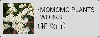MOMOMO PLANTS WORKS